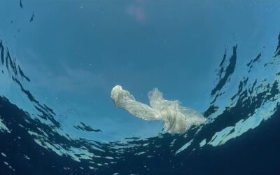 The Seabin Project