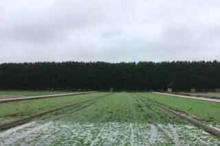 Watercress Farm Pumps